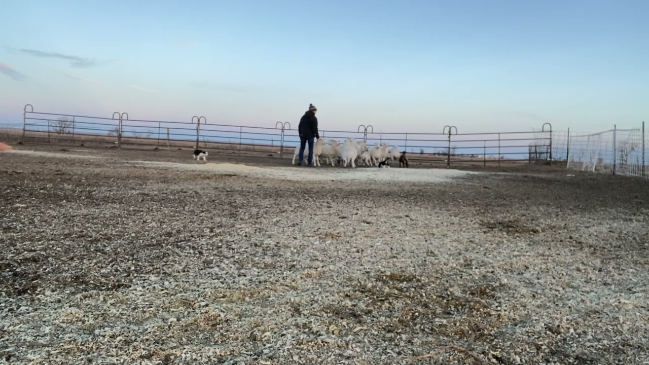 Billabong Sweep x Billabong River 8 weeks