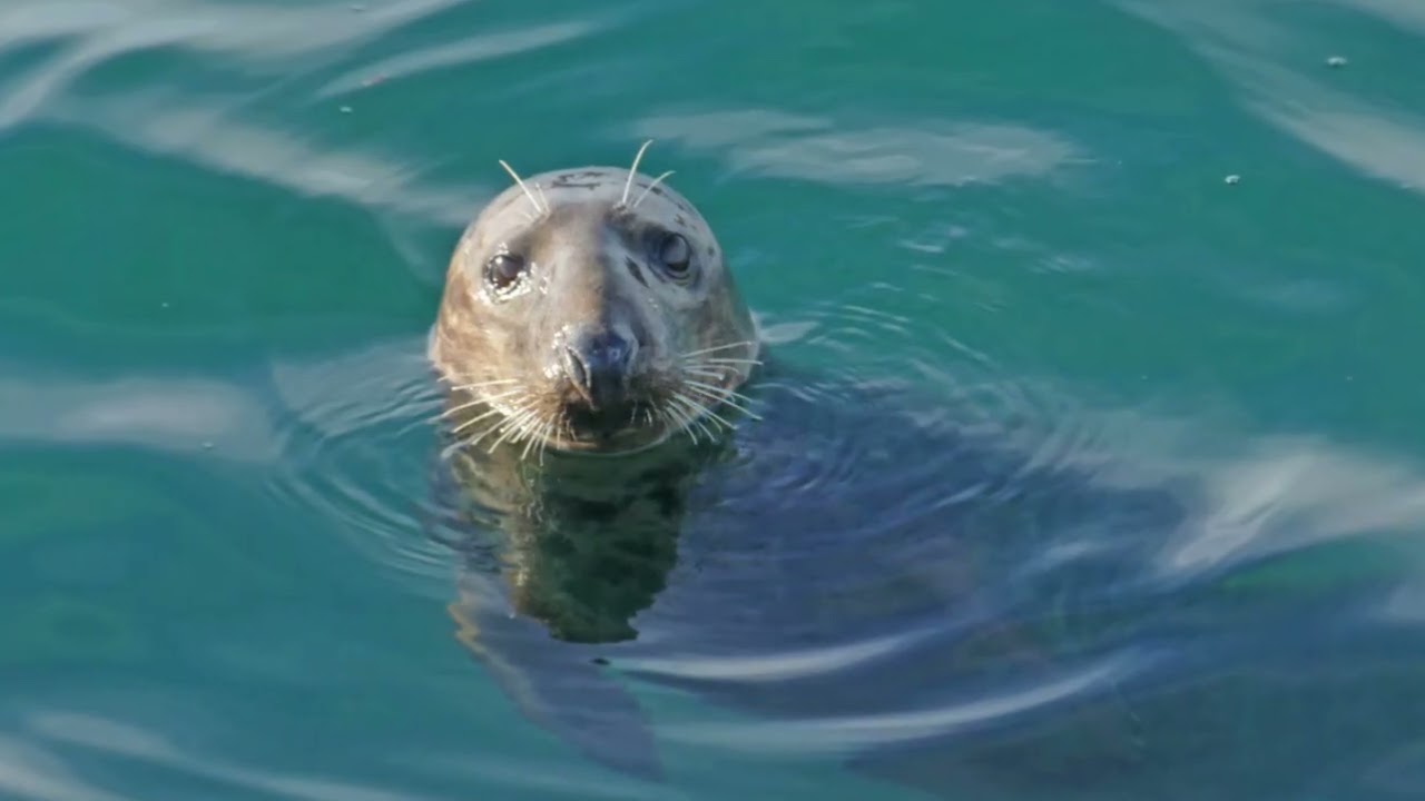 Repairing the stonewall and preserving the saltmarsh at Sharpham