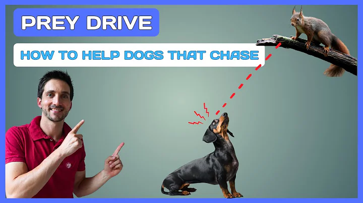 Understanding Your Dog’s Prey Drive: What It Is and How to Manage It