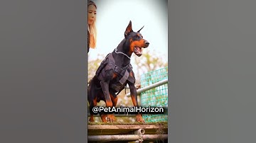 Before & After Animals Growing Up | Amazing Animal Transformation | Animals Grow Up | Part 7