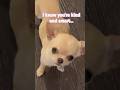 I know you are kind and smart #chihuahua #cutedog #shorts