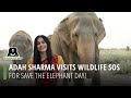 Adah sharma visits wildlife sos for save the elephant day