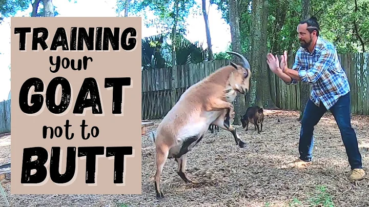 Train Your Goat to Behave Peacefully: Effective Techniques for Calm Behavior