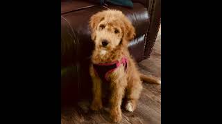 See how a Goldendoodle coat evolves part 2 of 4. Links in description.