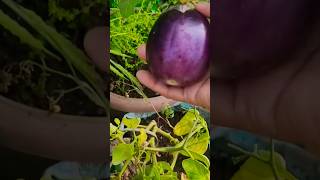 Organic vegetables Harvesting 😋 👌 #ytshorts #terracegardenindia #garden #gardening