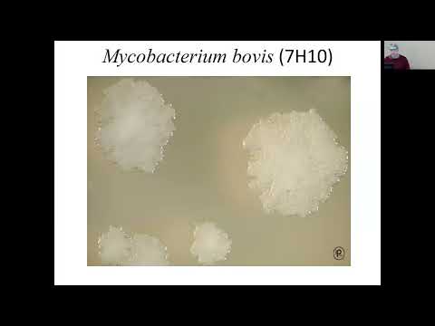 Video: Sind die säurefesten Mykobakterien grampositiv oder gramnegativ?