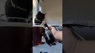 Aktien Landbier Dunkel 5.3% Abv #cat #cat