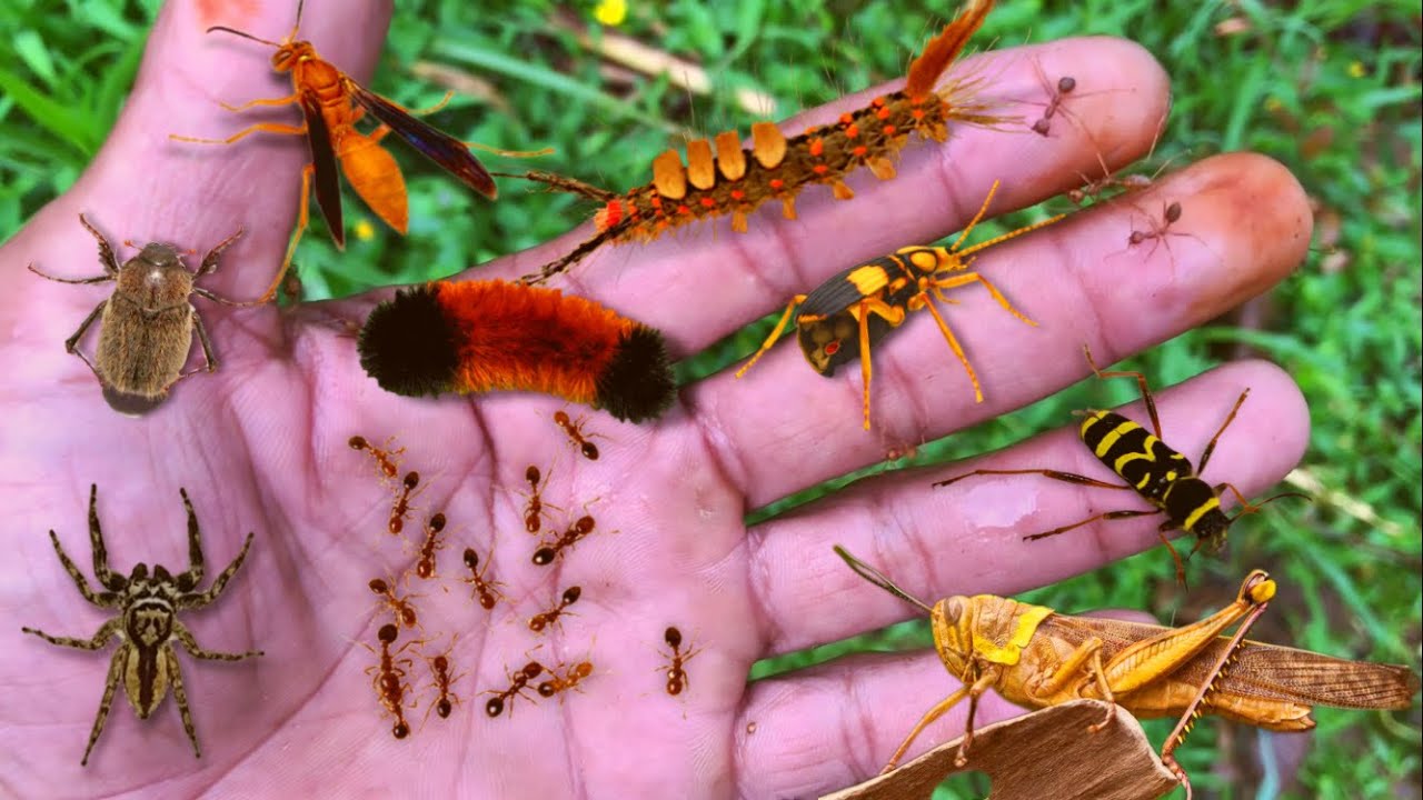 Red ant colony attack‼️jump spider, bomb beetle, furry caterpillar, giant grasshopper