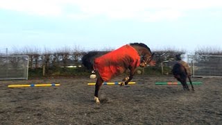 Horse VS Rug