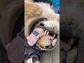 How Vets Treat A Lion’s Wounds 😷 #goodtoknow #vet #medicine #funfacts  #woundcare #educational