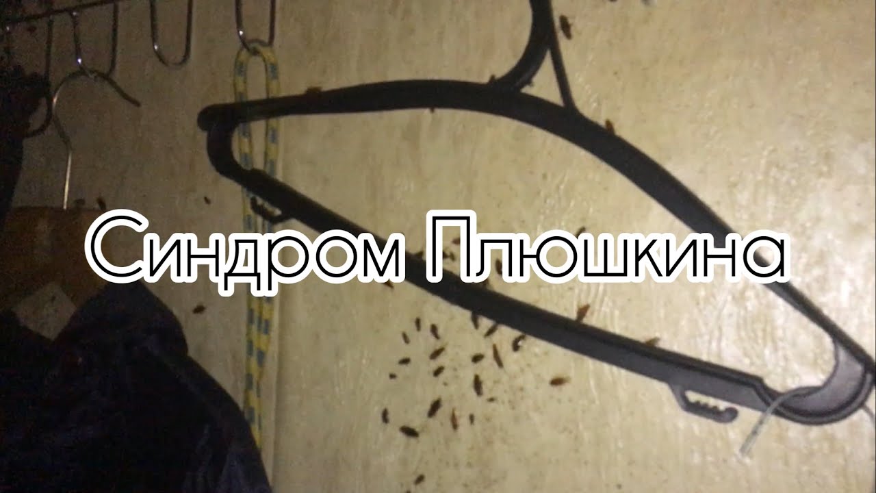 Дезинсекция квартиры Плюшкина (Обработка от тараканов в СПБ 2022 3 ...