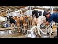 Cow Milk Se Matha Soft Drink Kaise Banta Hai? | Traditional Buttermilk Factory Process (Full Video)