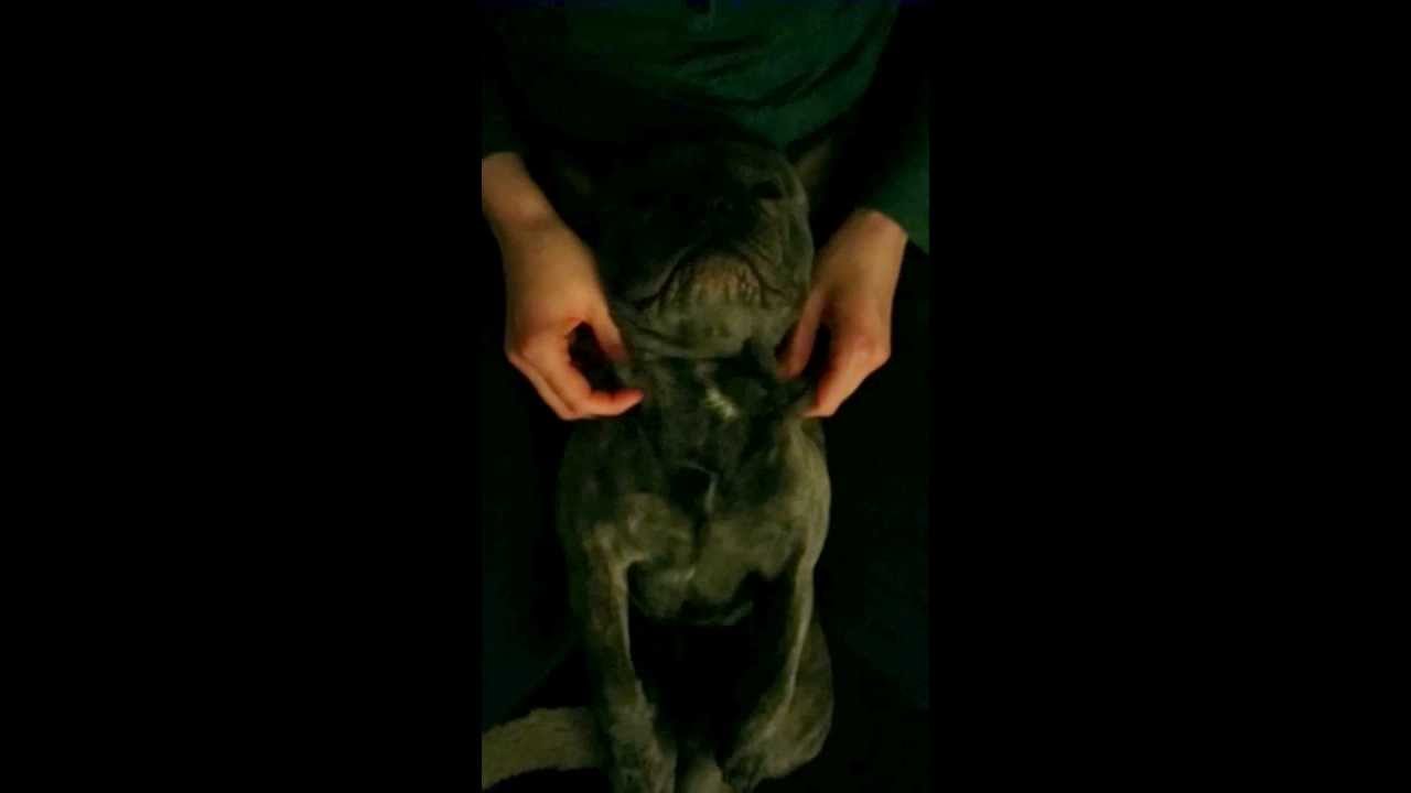 French Bulldog relaxing by taking a Massage YouTube