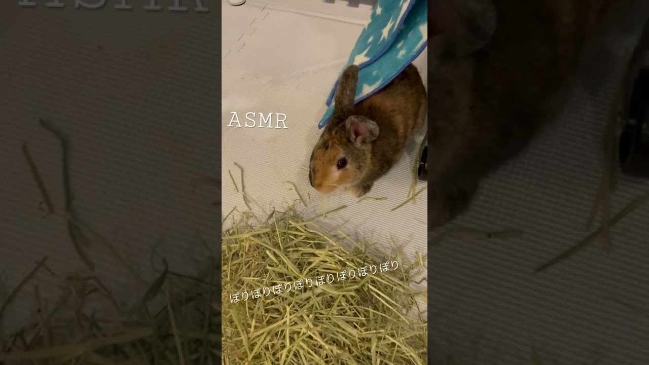 Asmr 咀嚼音 ミニウサギ うさぎ ハーレクインうさぎ 動物 癒し 癒し動画 おもしろ動画 Youtube