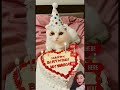 #happybirthday #birthday #cake #cute #aiandcats #aicats #kitten #animalintelligence #birthdaycake