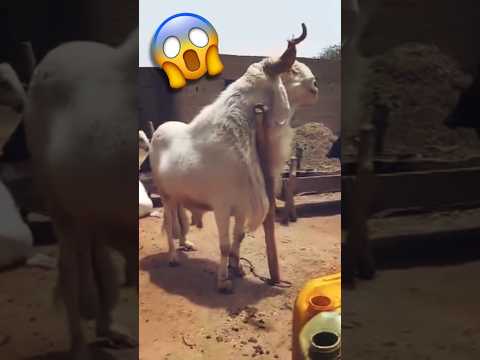 كبش بالامي النيجيري