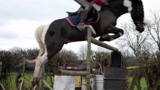 DILLAN THE SUPER COB.