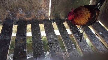 Cách nuôi gà rừng  rặc mới bẫy về + chuồng nhốt và thức ăn chủ yếu của gà rừng rặc