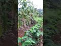 motipasi tanpa aksi yo cuma halusinasi #kopi #pertanian #perkebunan