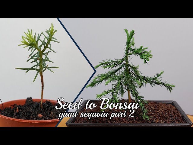 live bonsai tree Live Moss Bonsai Tree main image 1