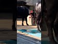 #youtubeshorts #buffalo #animals buffalo 🐃 for milk production