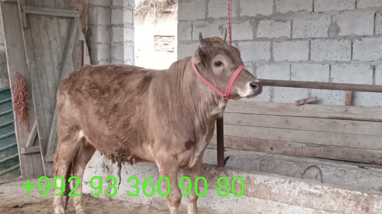 СУРОЧНА ДУ САР БУҚАИ ФУРУШИ КАЛОН БАРОИ ДАР ЭМ БАСТАН БО НАРХИ  ДАСТРАС