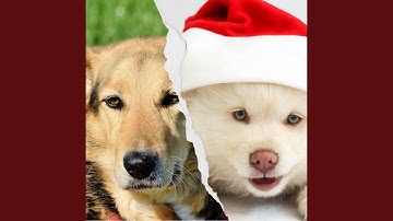 Pulsating Moods for Restless Pups