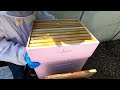 Bee Hive Inspection - February 19th, 2023