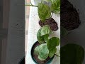 How To Grow Money Plants#Short