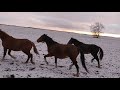 Перегон табуна.horses.les chevaux.خيل.ঘোড়া.