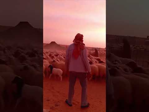 هناك في قلب الصحراء و في أحضان البادية علاج للقلب والعقل كلمات الشاعر الكبير علي العرضاوي