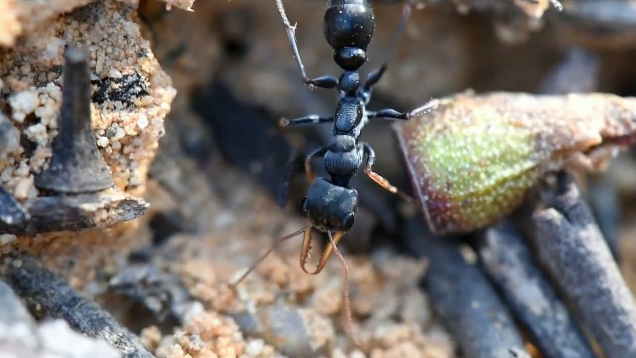 MYRMECIA PILOSULA | Жизнь в природе.