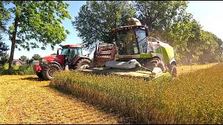 Its time to take off our Forage Barley