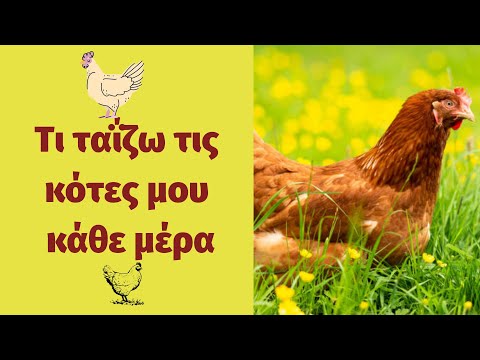 Βίντεο: Τι και πώς να ταΐζετε κότες