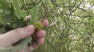 Hunting Wood Unknown Oak Tree Species Found On Fleam Dyke Historic Earthworks 15Sep19 434P