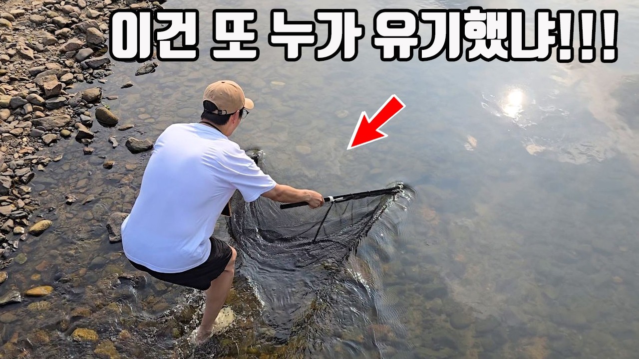 이게 무슨일이죠?? 대한민국 최북단 한탄강에 황금빛 열대어가 바글바글합니다!