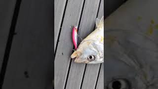 #Maria #Duplix luer 65 mm 18g