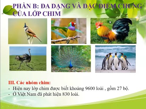 Sinh học 7 - Chủ đề Lớp chim - Sự đa dạng của lớp chim (Phần B: Đa dạng - Đặc điểm chung của lớp chim)
