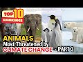 Animals FACING EXTINCTION: Top 30 Species Fighting Climate Change 🌍🔥 (Part 3: #10–#1)