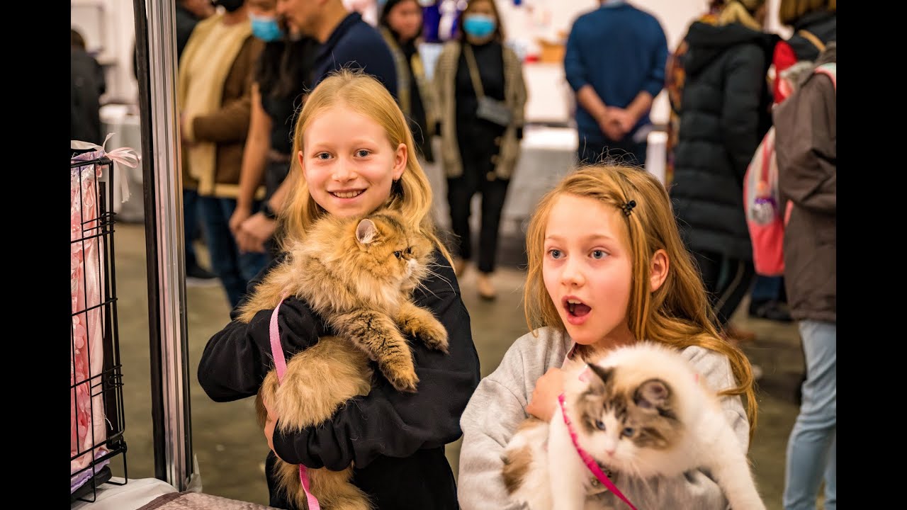 Sydney Cat Lovers Festival, 2023 TVC YouTube