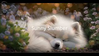 Lofi Hiphop Mix Music Sunny Slumber