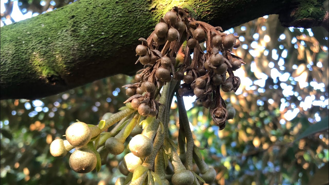 Thuốc trị khô và xỉu bông tốt nhất hiện nay 