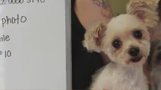 35 dogs seized from Colonial Heights house, resident arrested
