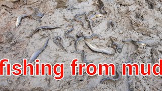unique mud fishing | amazing fishing | eil fish | village fishing