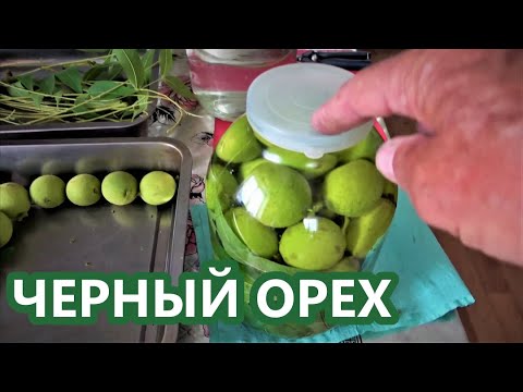 ЧЕРНЫЙ ОРЕХ на нашем участке и его применение