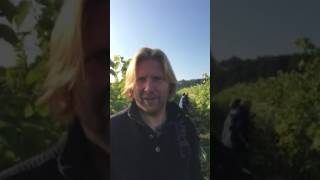 Wijngaard Stmartinus Vijlen Zuid Limburg