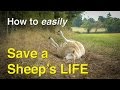 How you could easily save a sheeps life