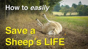 How You Could Easily Save a Sheep