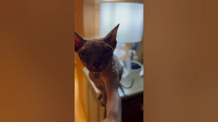 Video 8907051: sphynx cat cutecat, sphynxcat funnycats, sphynxcat catlover, catlover catlife funnycats, cutecats furry