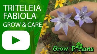 Triteleia fabiola - grow & care (Triplet lilies)